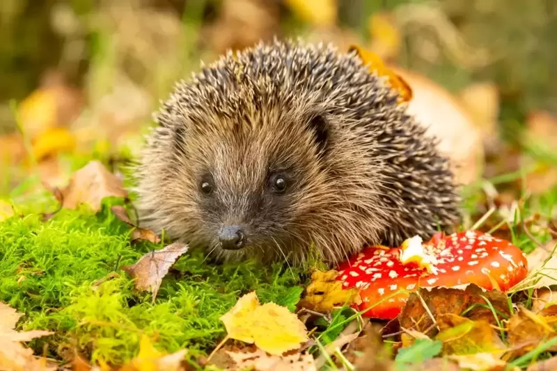 Het beestig bos!